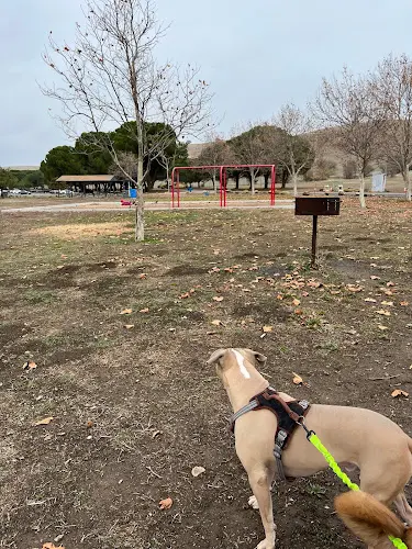 Dog walker Lagoon Park Dog Park Vacaville