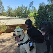Rescue & Shelter Next Step Service Dogs San Marcos