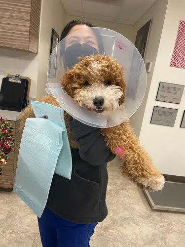 Pet vet El Camino Veterinary Hospital Sacramento