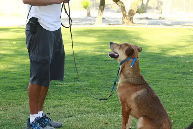 Dog trainer California Dog Training Corona