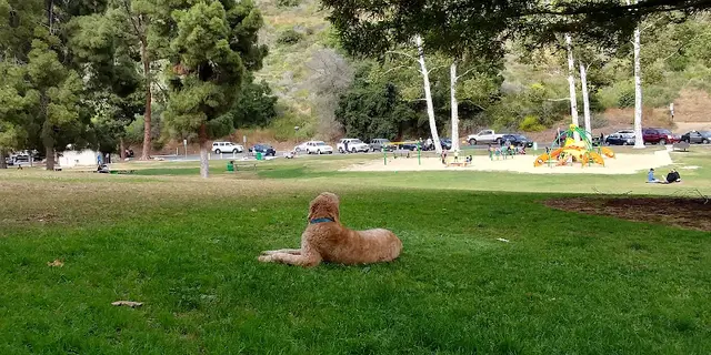 Dog Park Arroyo Verde Park Ventura