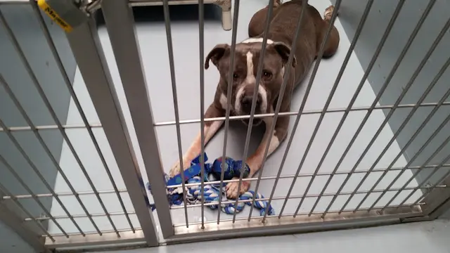 Dog breeder City of Chico Animal Shelter Santa Barbara