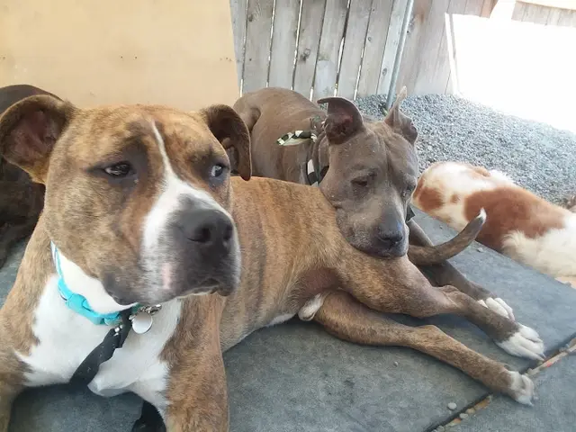 Dog day care center Paws & Relax Doggy Day Care Kent