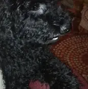 Dog breeder Norcal Cocker Rescue Sacramento