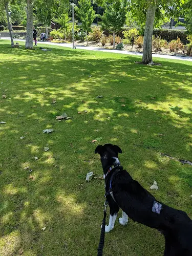 Dog Park Colorado Center Park Santa Monica