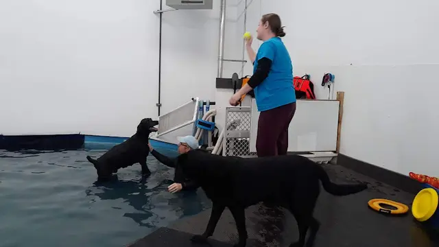 Dog trainer K9 Swim Center Eugene
