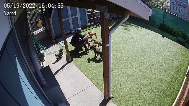 Dog day care center Happy Dog Daly City