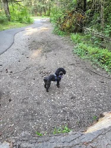 Dog Park Swan Creek Dog Park Tacoma
