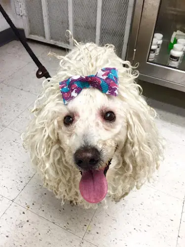 Dog day care center South Coast Pet Hospital Santa Ana