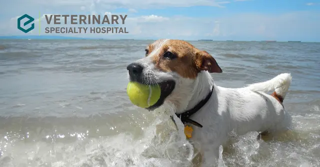 Pet vet Veterinary Specialty Hospital of San Diego San Diego