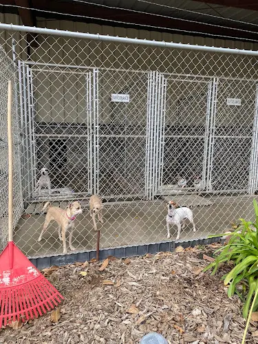 Rescue & Shelter Sutter Buttes Canine Rescue Chico