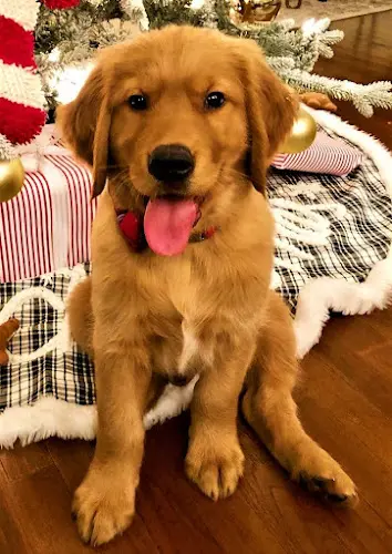 Dog breeder Valerie's Retriever Ranch Oceanside
