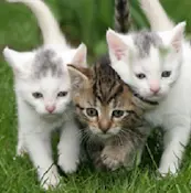 Pet vet Vintage Park Veterinary Clinic Sacramento