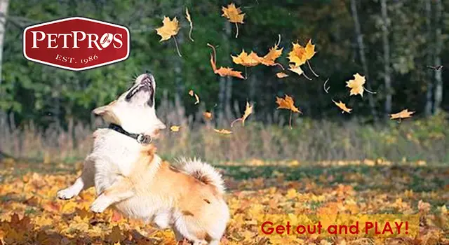 Rescue & Shelter Pet Pros Kent