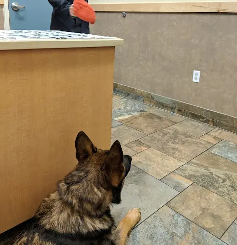 Pet vet Brookfield Veterinary Hospital Kirkland