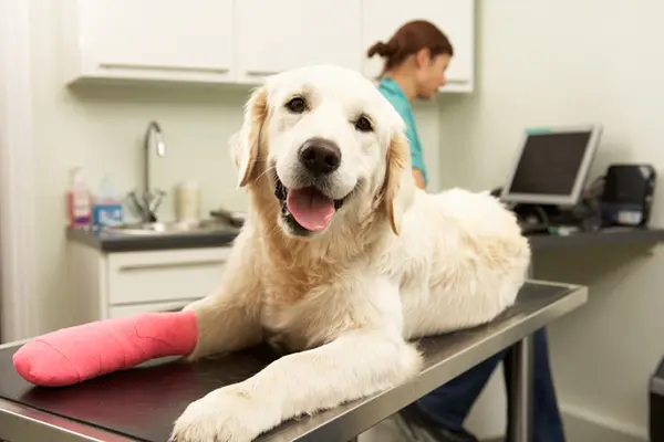 Dog day care center VCA At The Oaks Animal Hospital Bakersfield