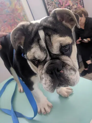 Pet vet Spring Valley Veterinary Clinic Chula Vista