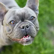 Rescue & Shelter Meant 2 be puppies French bulldogs Ontario