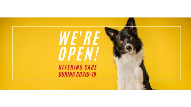 Pet vet Emergency Veterinary Hospital Eugene