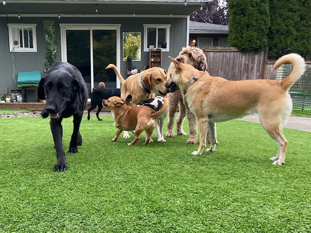 Dog day care center Rainy Day Resort Portland