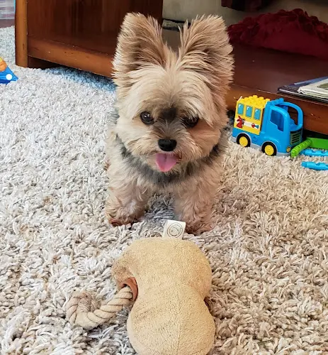 Dog breeder Button Nose Pups Seattle