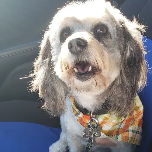 Dog Grooming Art's Poodle Grooming Norwalk