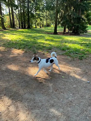 Dog Park French Lake Off-Leash Dog Park Tacoma