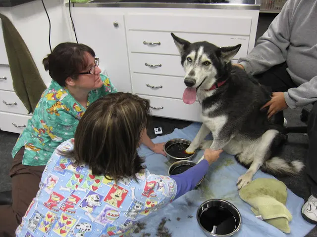 Pet vet Jefferson Park Veterinary Clinic Sacramento