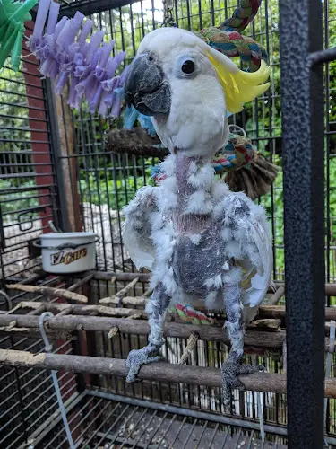 Rescue & Shelter Northwest Parrot Rescue Vancouver