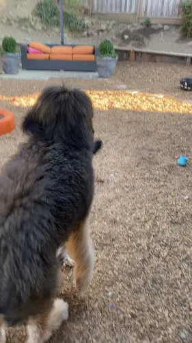 Dog trainer Marin Pet Care Pros Richmond