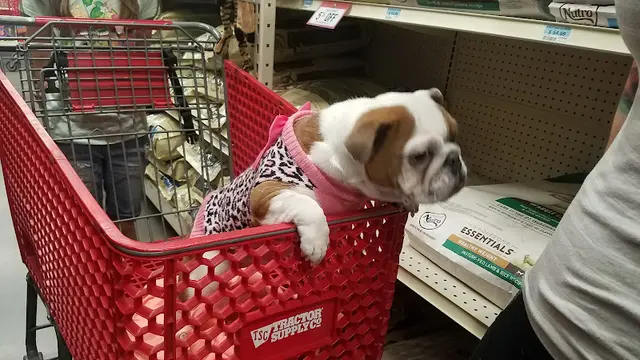 Pet boarding service Tractor Supply Co. Hesperia