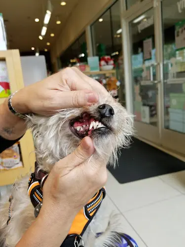 Pet vet Healthy Spot Long Beach