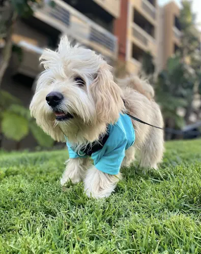 Dog walker The Pawfect Company Los Angeles