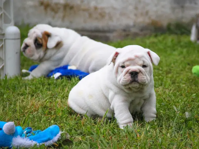 Dog trainer Doggy Day Care Burbank Burbank