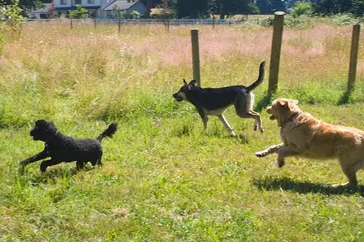 Dog day care center Hobodog Haven Cage Free Dog Boarding Tacoma
