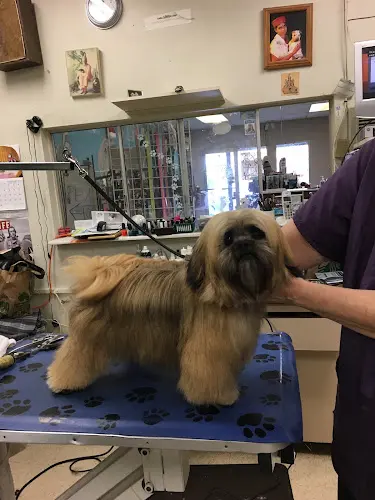 Dog Grooming Pinole Paws Pet Grooming Fairfield