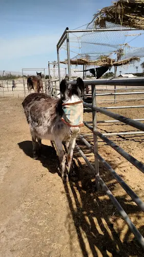 Rescue & Shelter Epona Horse Rescue Indio