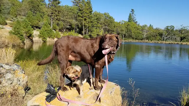 Dog trainer Karen K9 Santa Rosa