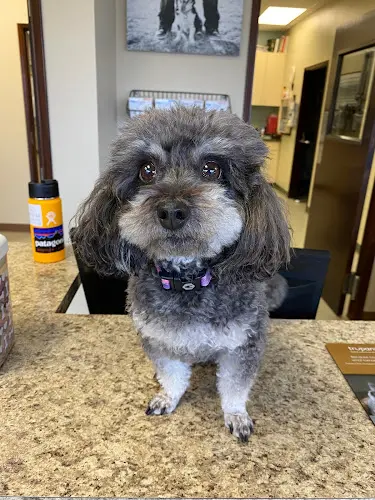 Pet vet Burlingame Veterinary Clinic Gresham