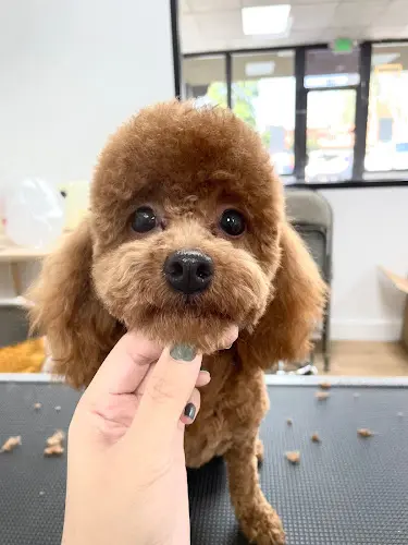 Dog Grooming Aroma Pets Grooming Pomona