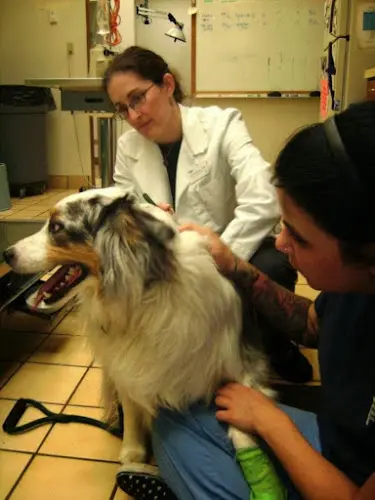 Pet vet VCA Crown Hill Animal Hospital Kirkland