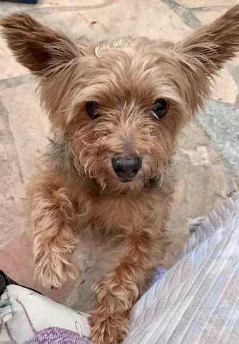 Rescue & Shelter The Dog Squad Rescue Escondido