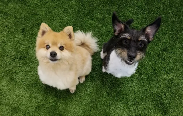 Pet vet Dog Den Orange