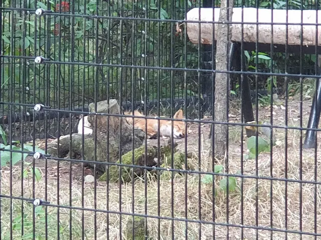 Rescue & Shelter Wolf Exhibit Anchorage