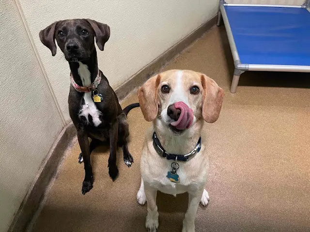 Pet boarding service Paws Pet Resort Irvine