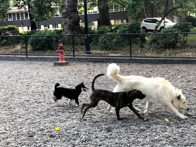 Dog Park Denny Park Off-Leash Area Kirkland