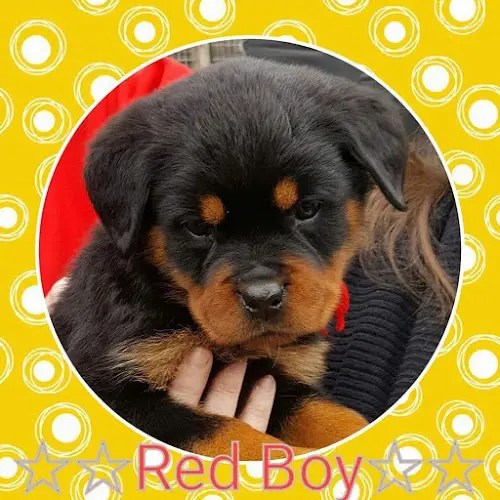 Dog breeder Luckyrottweiler Kennels Federal Way