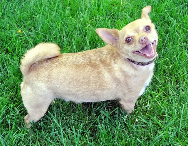 Dog breeder Humane Society Silicon Valley Santa Clara