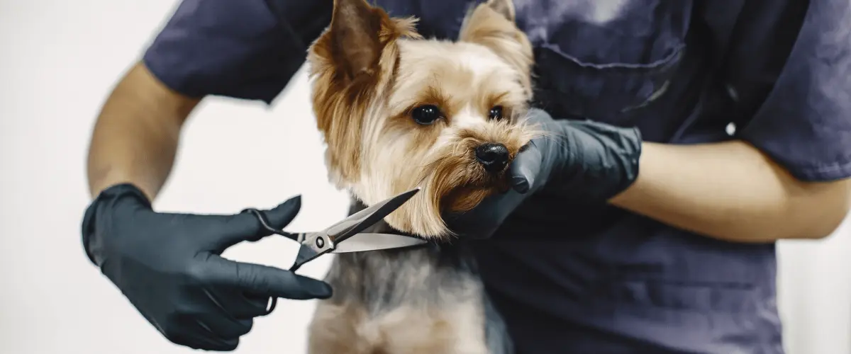 Dog grooming near Clovis
