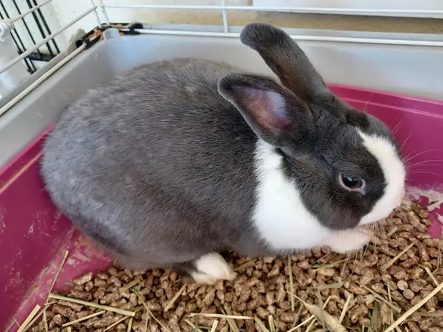 Rescue & Shelter Rabbit Savior Ontario